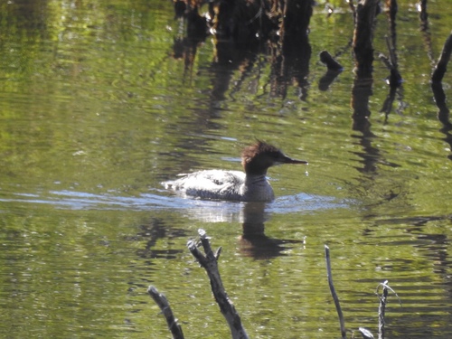 iNaturalist observation photo of Common Merganser