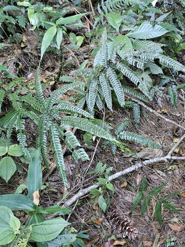 Image of Adiantum pulverulentum by (c) Liliana Ramírez-Freire, some rights reserved (CC BY)