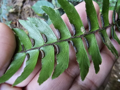Image of Adiantum pulverulentum by (c) Liliana Ramírez-Freire, some rights reserved (CC BY)