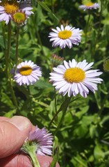 Erigeron aliceae