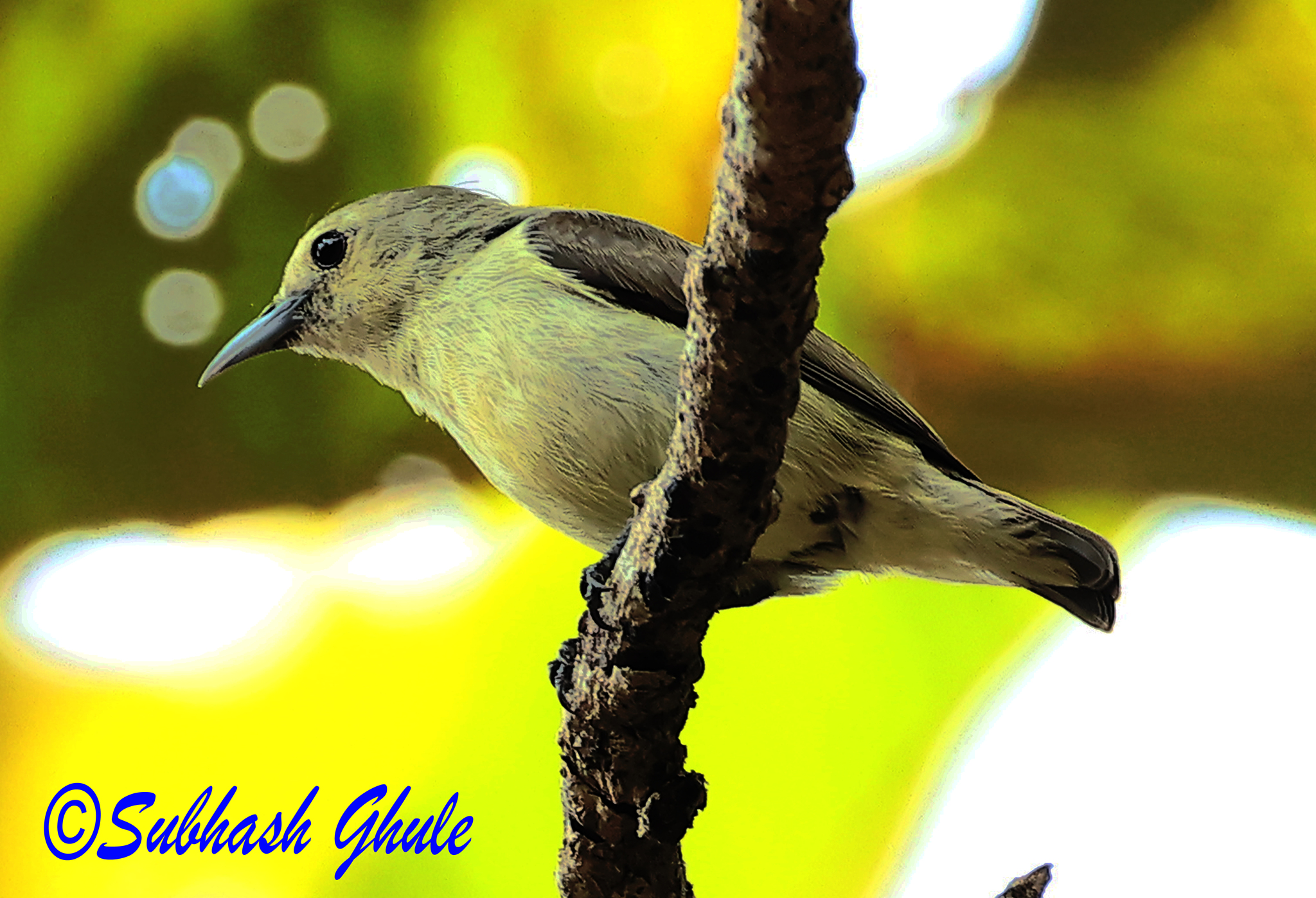 Nilgiri Flowerpecker