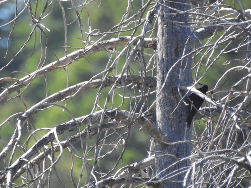 iNaturalist observation photo of White-headed Woodpecker