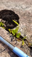 Ophioglossum pusillum