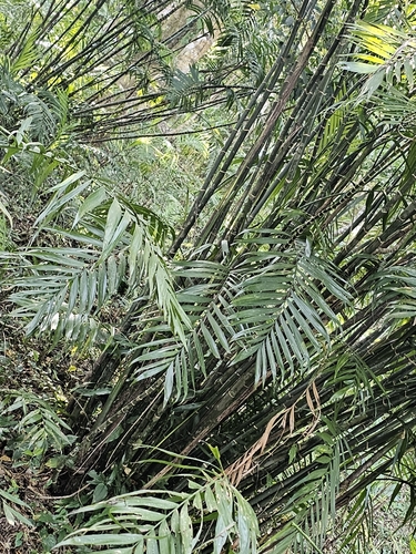 Chamaedorea costaricana, photograph 4