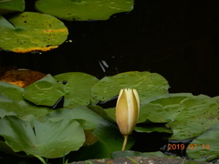 Nymphaea