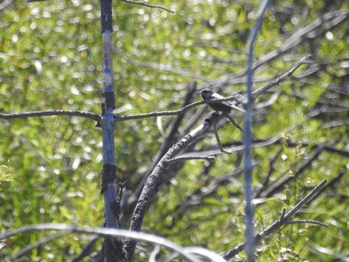 iNaturalist observation photo of Mountain Chickadee