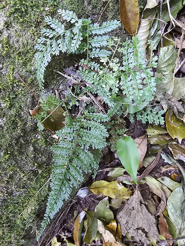 Asplenium cristatum
