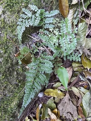 Asplenium cristatum