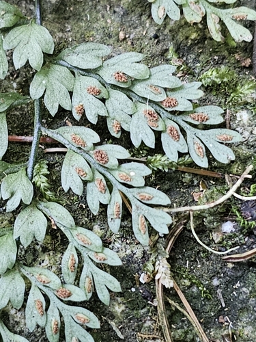 Asplenium cristatum, photograph 2