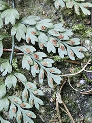 Asplenium cristatum, photograph (c) Liliana Ramírez-Freire, some rights reserved (CC BY)