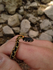 Thamnophis cyrtopsis ocellatus