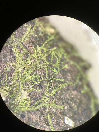 Microlejeunea observed 2024-12-15