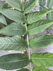 Ailanthus altissima
