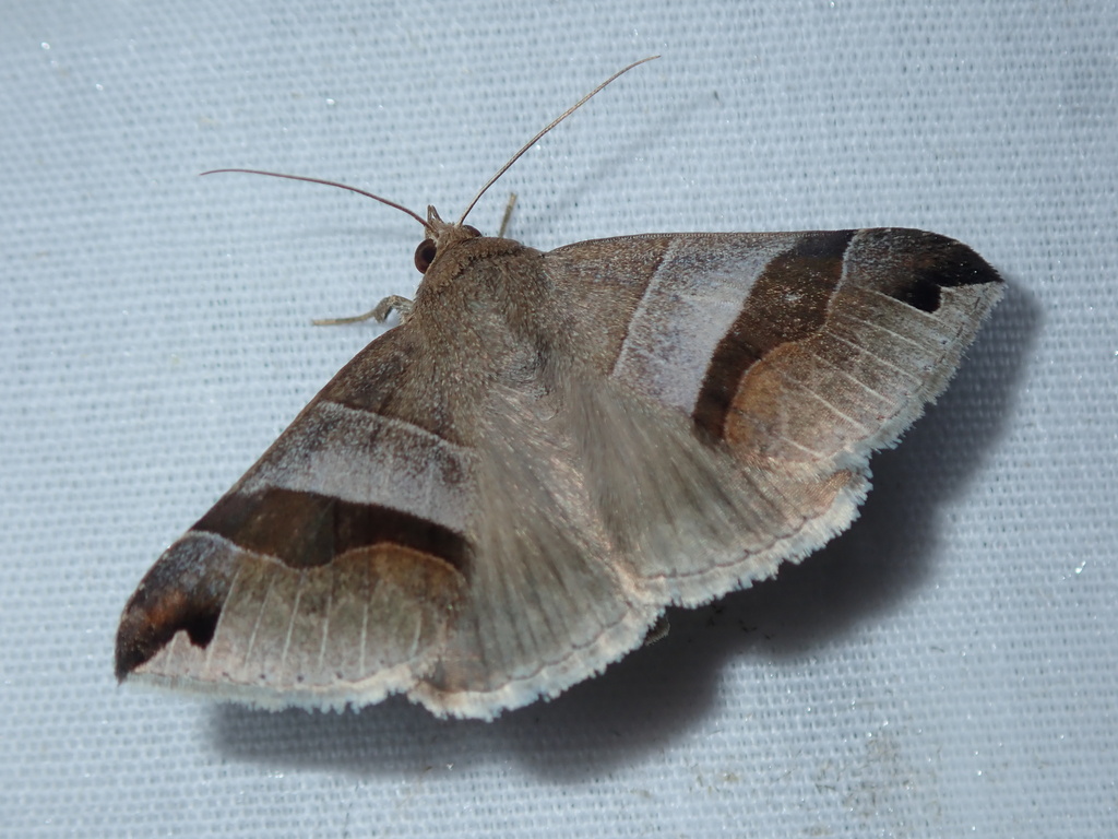 Dysgonia dulcis