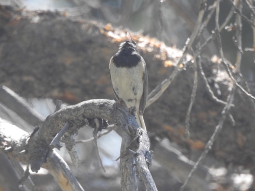 iNaturalist observation photo of Dark-eyed Junco