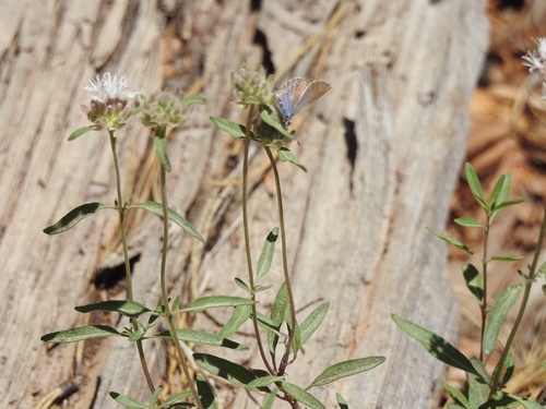 iNaturalist observation photo of Boisduval's Blue
