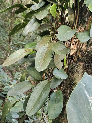 Stelis megachlamys