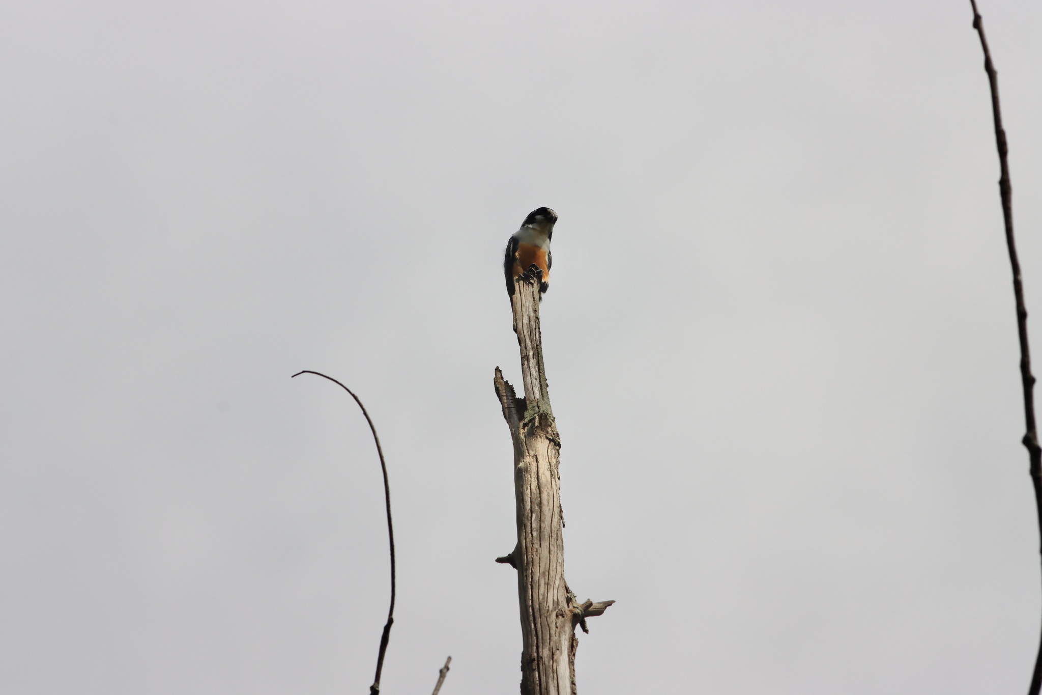 Black-thighed Falconet (Microhierax fringillarius), photo 2