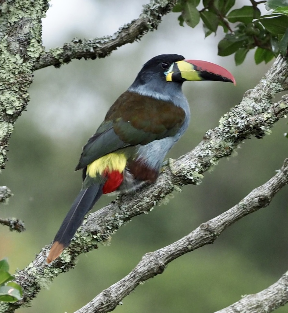 Gray-breasted Mountain-Toucan (Andigena hypoglauca) photo