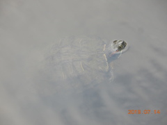 Trachemys scripta elegans