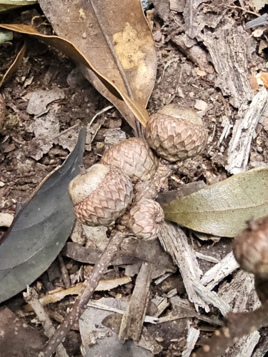 Quercus salicifolia
