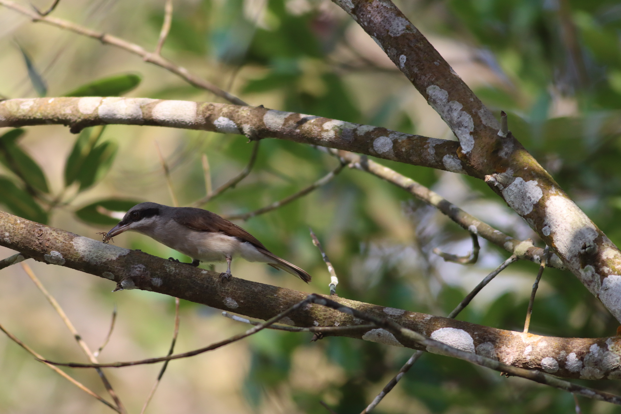 Large Woodshrike (Tephrodornis virgatus), photo 8