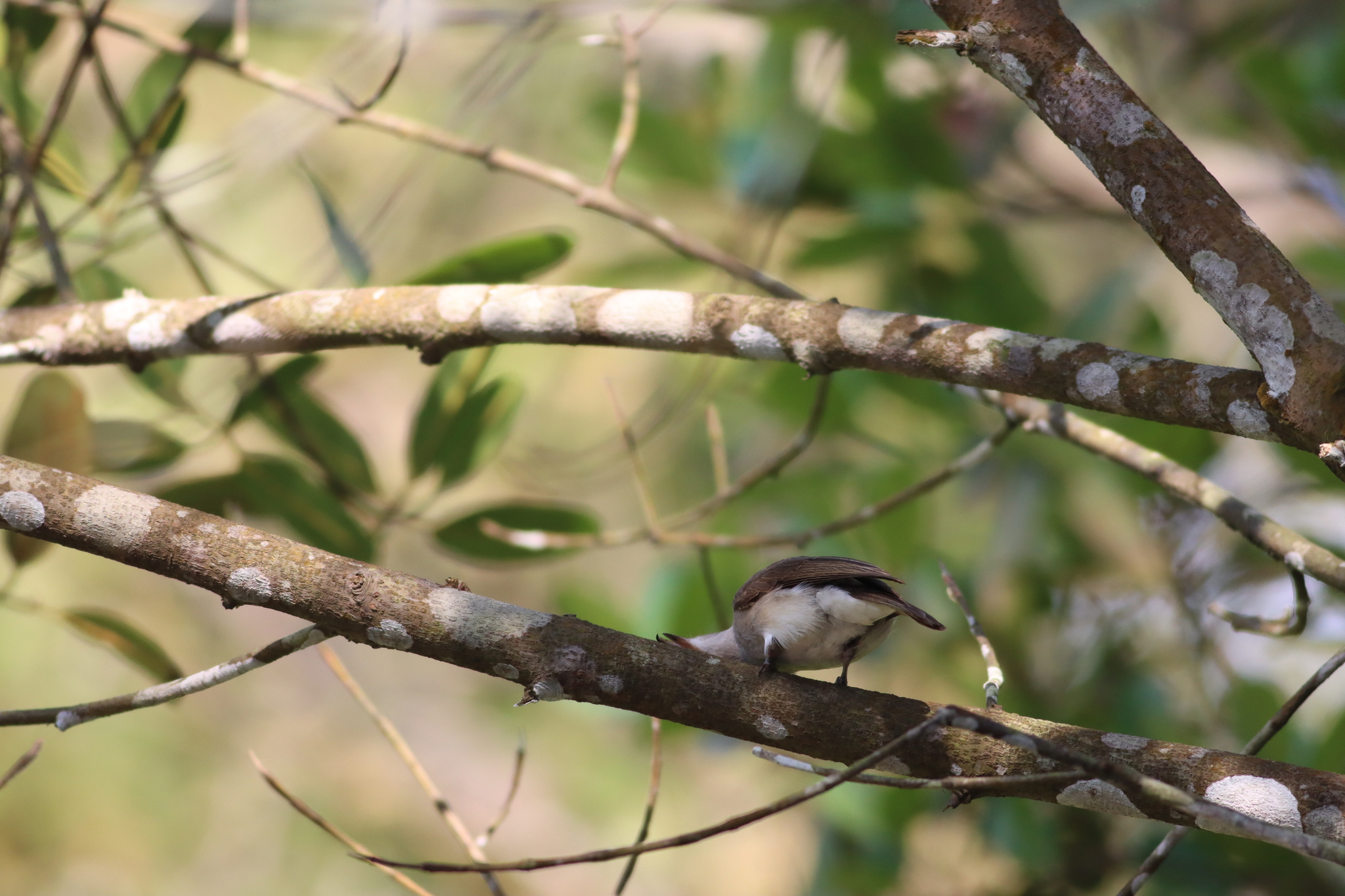 Large Woodshrike (Tephrodornis virgatus), photo 7