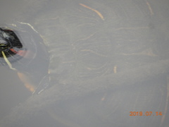 Trachemys scripta elegans