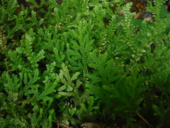 Selaginella leonardii