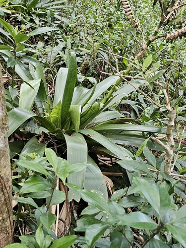 Image of Werauhia werckleana by (c) Liliana Ramírez-Freire, some rights reserved (CC BY)
