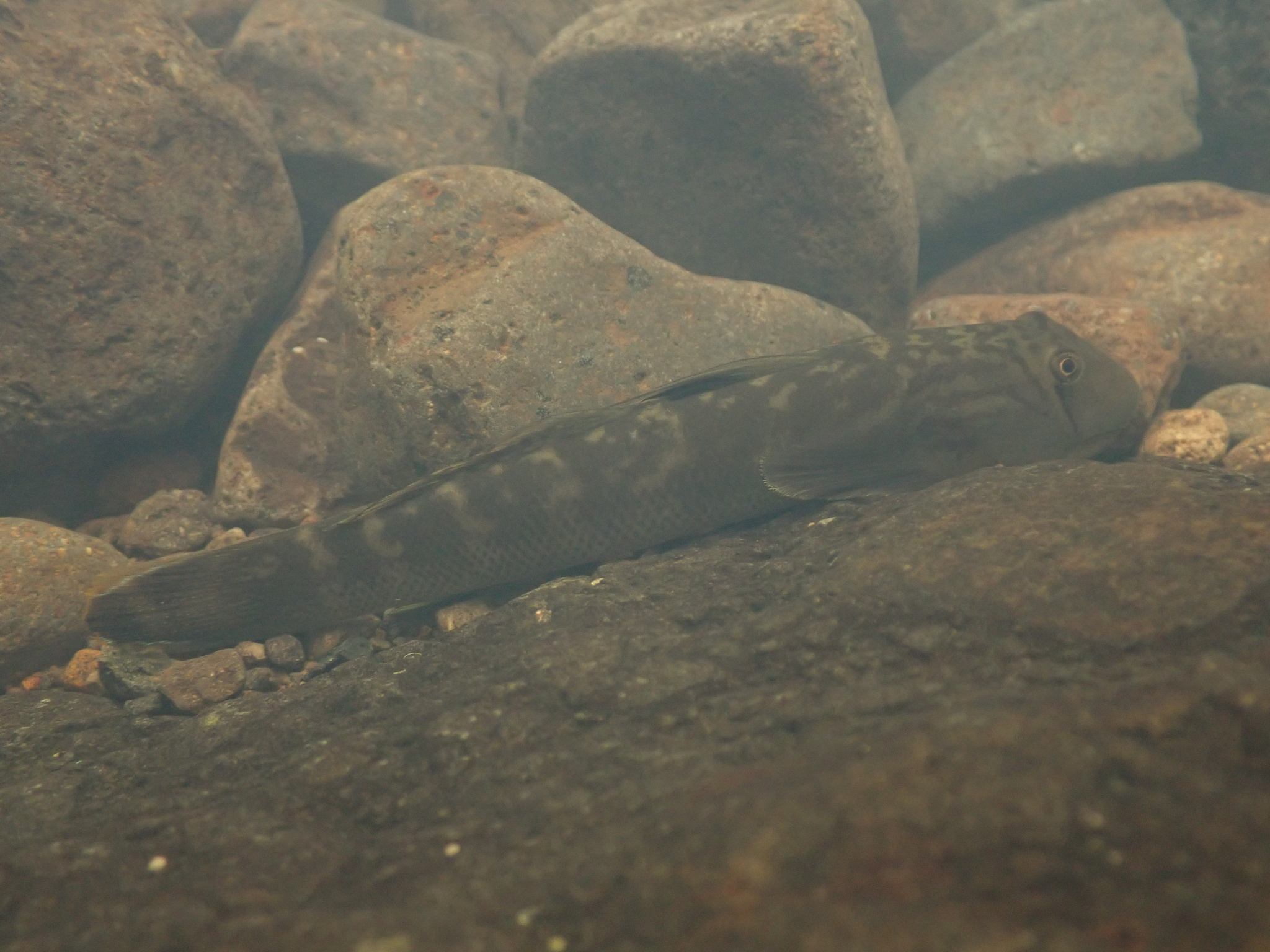 Ocellated Cling Goby photo 4