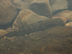 Ocellated Cling Goby photo 2