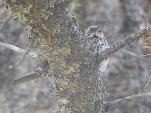 iNaturalist observation photo of Song Sparrow