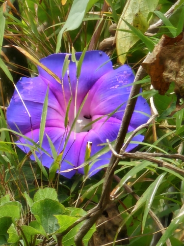 Image of Ipomoea orizabensis by (c) Liliana Ramírez-Freire, some rights reserved (CC BY)
