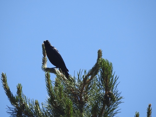 iNaturalist observation photo of Brewer's Blackbird