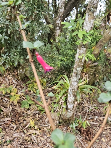 Fuchsia microphylla (Fuchsia microphylla)