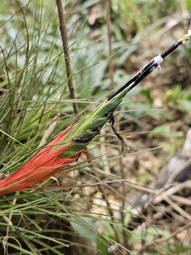 Image of Tillandsia Punctulata (Tillandsia punctulata) by (c) Liliana Ramírez-Freire, some rights reserved (CC BY)