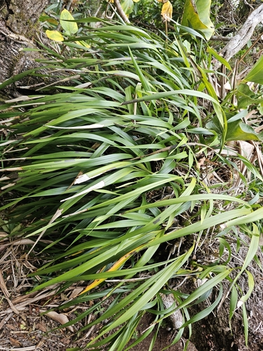Coelia triptera