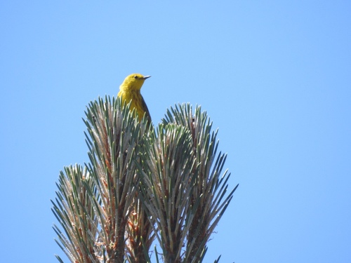 iNaturalist observation photo of Northern Yellow Warbler
