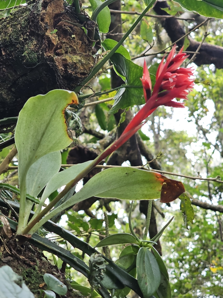 Stenorrhynchos glicensteinii