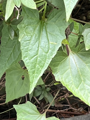 Foto de Serrapilheira