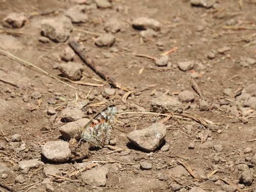 iNaturalist observation photo of Painted Lady