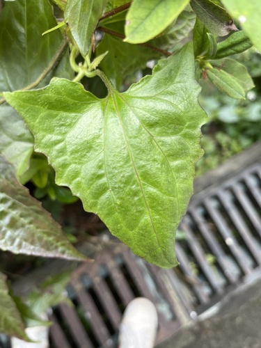 Foto de Serrapilheira