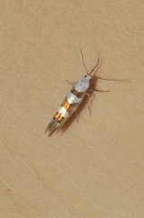 Argyresthia calliphanes
