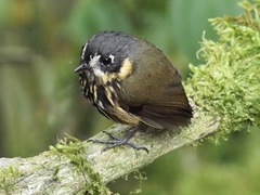 Grallaricula lineifrons