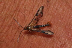 Synanthedon acerni