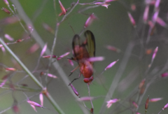 Minettia inusta