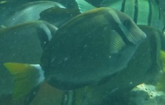 Acanthurus leucopareius