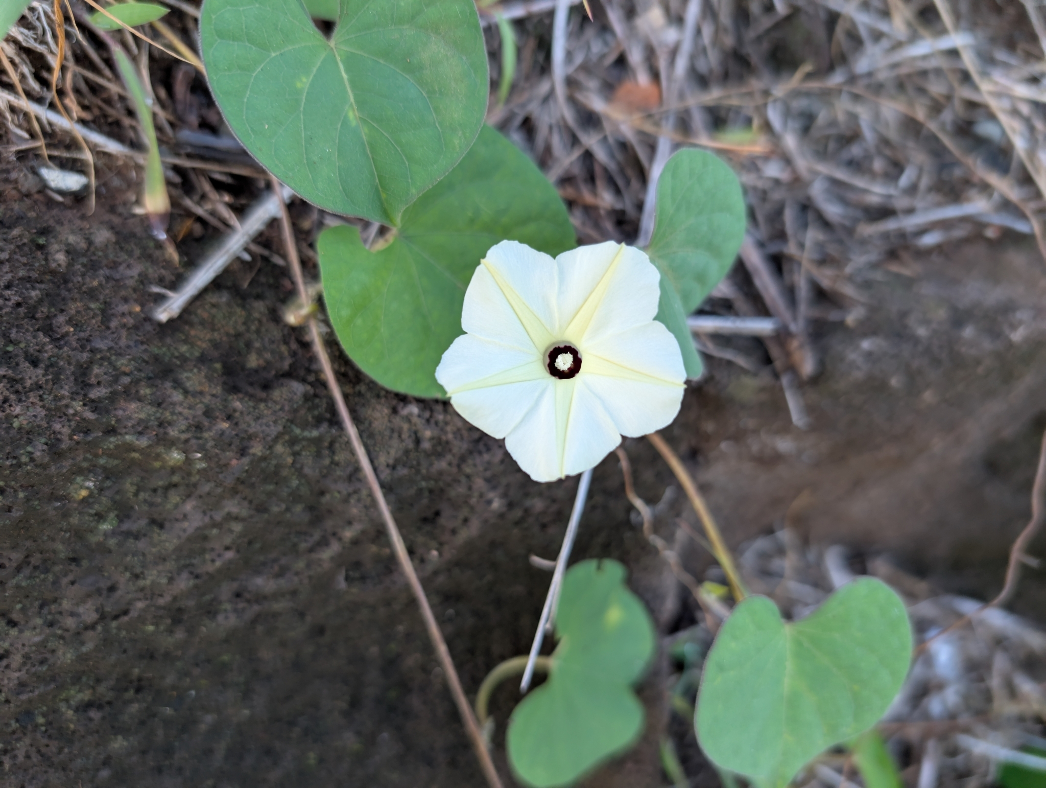 Imagem de Sete-léguas