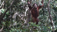 Pongo pygmaeus morio